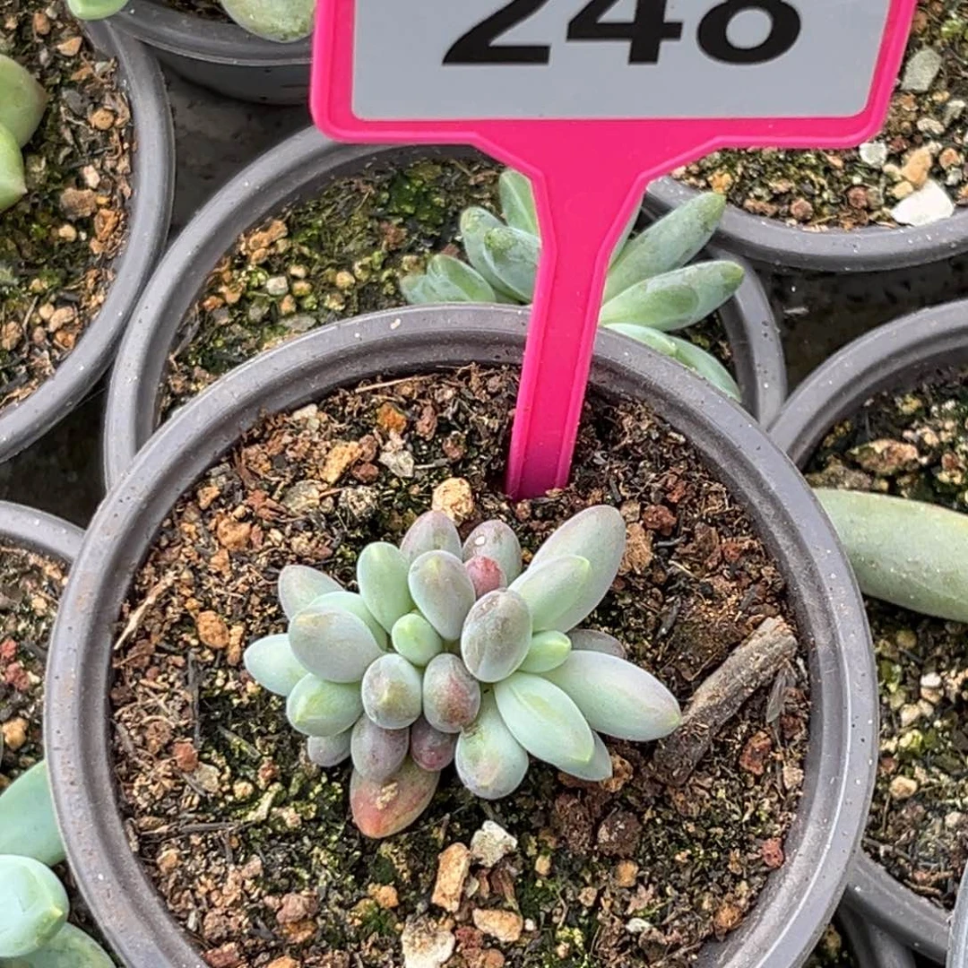 多肉植物烟花群248