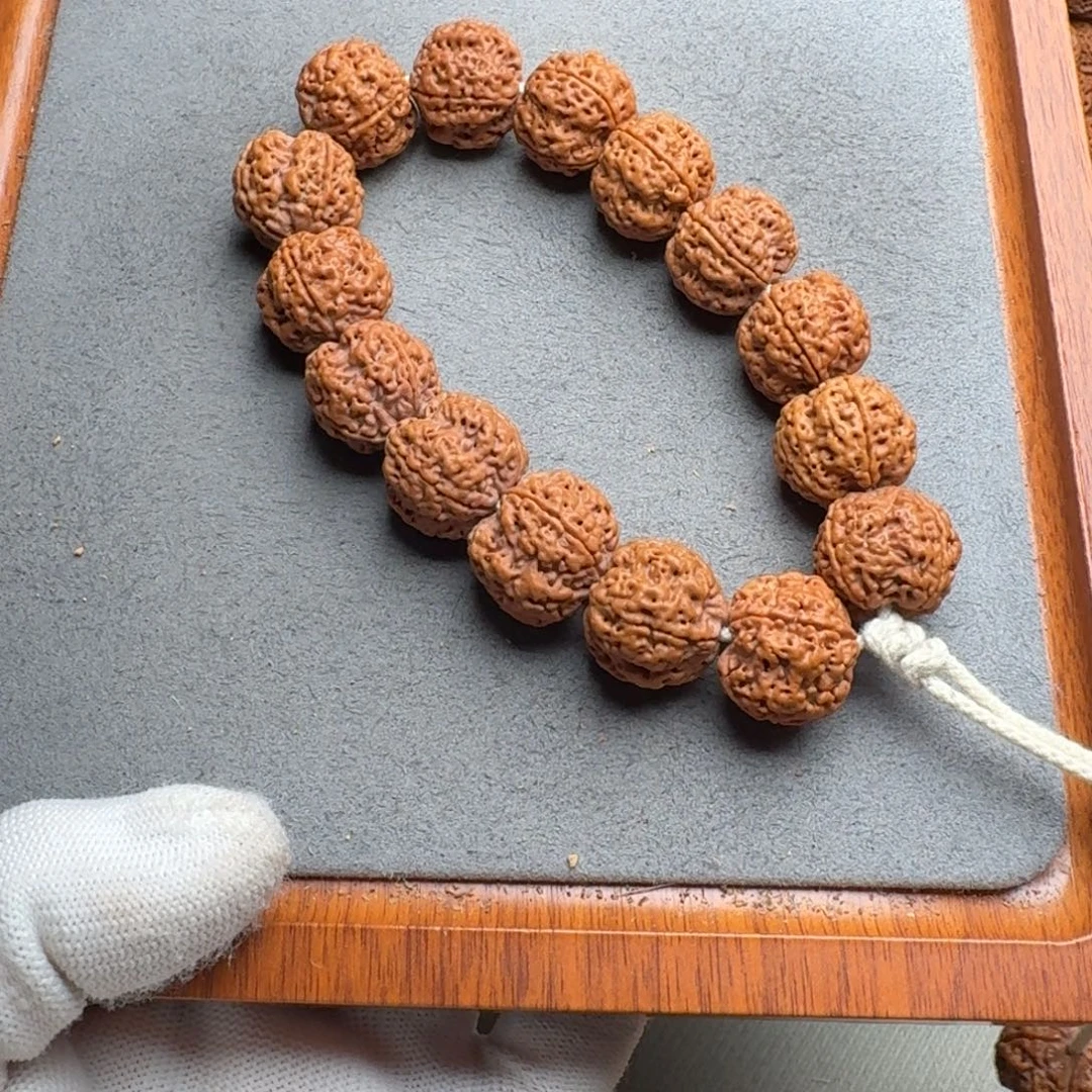 菩提菩提19号尼泊尔大金刚19四瓣梅花