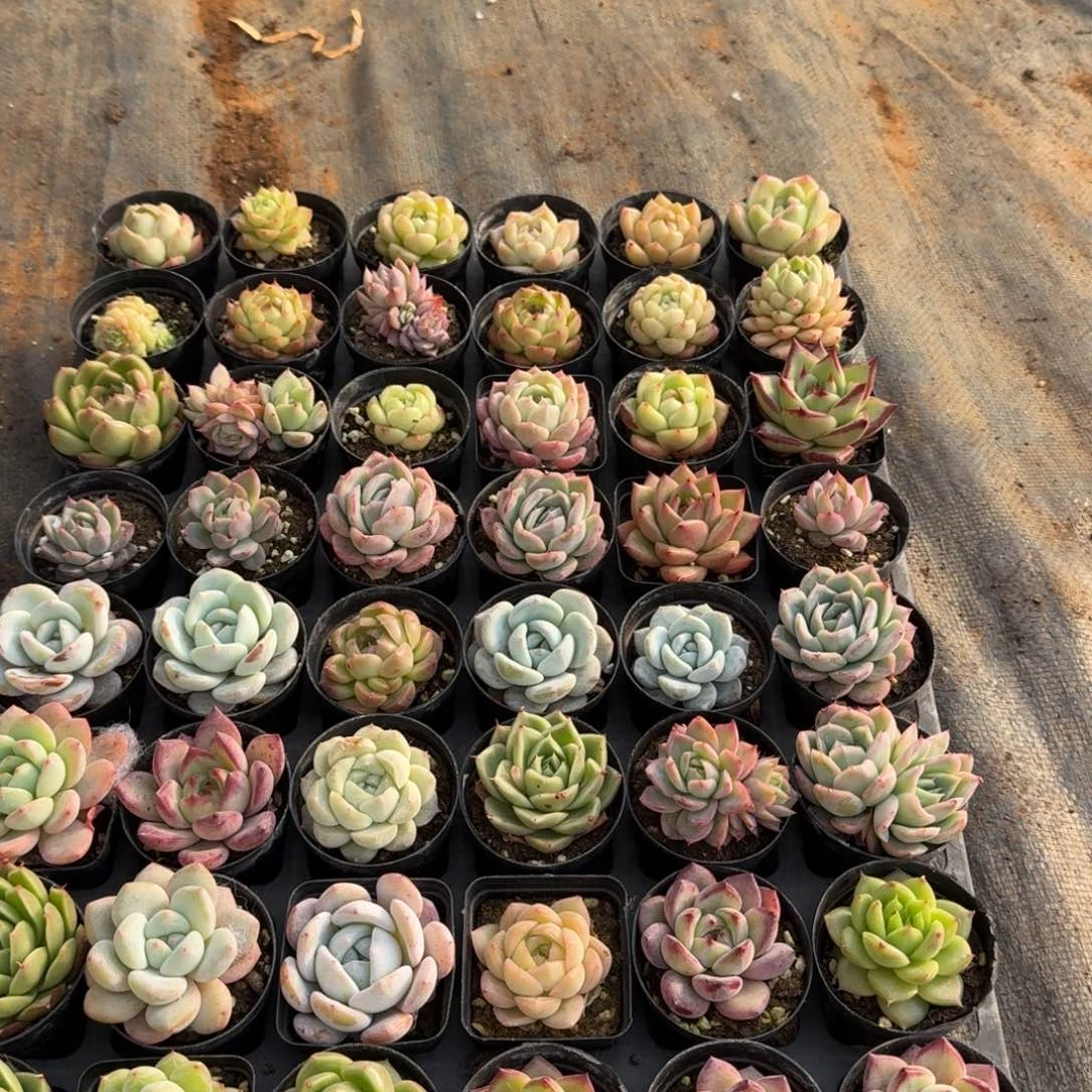 14-1多肉杂交一物一拍