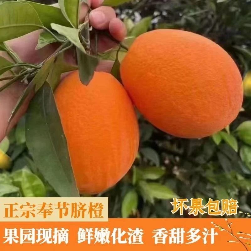 （升级顺丰）奉节脐橙纽荷尔鲜果10斤/20斤新鲜现摘非江西赣州脐橙