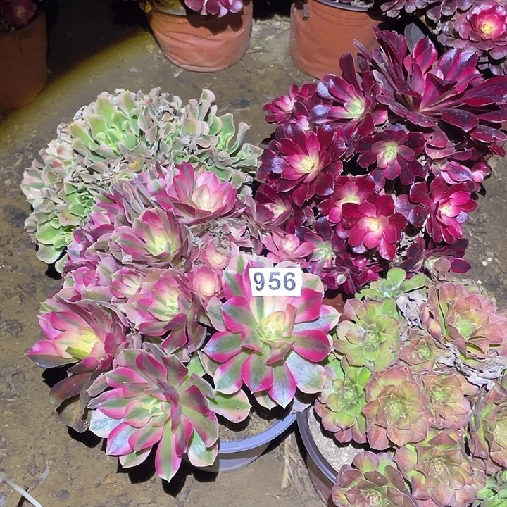 无*多肉植物断枝不包956法师4颗