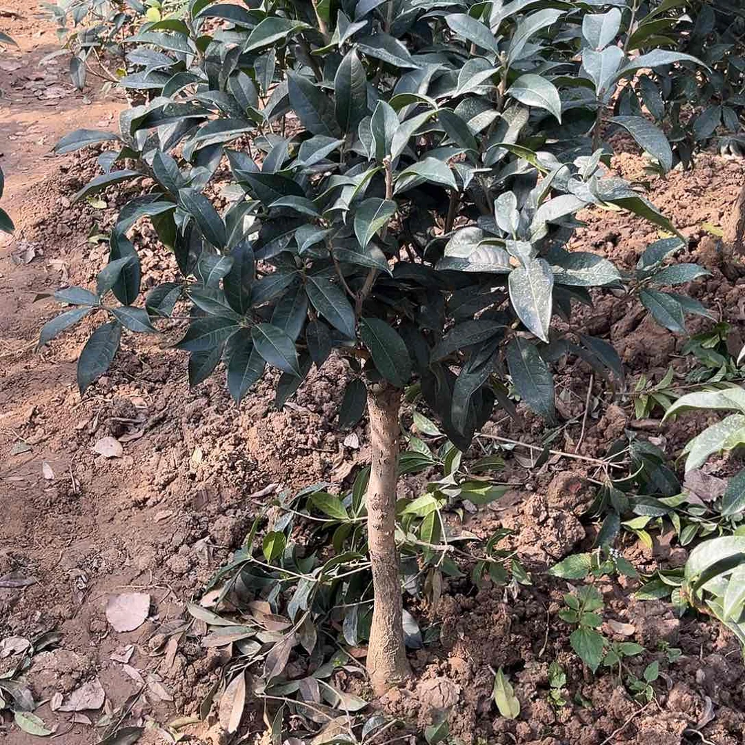 当前无花栽培后可以开花٥***٥