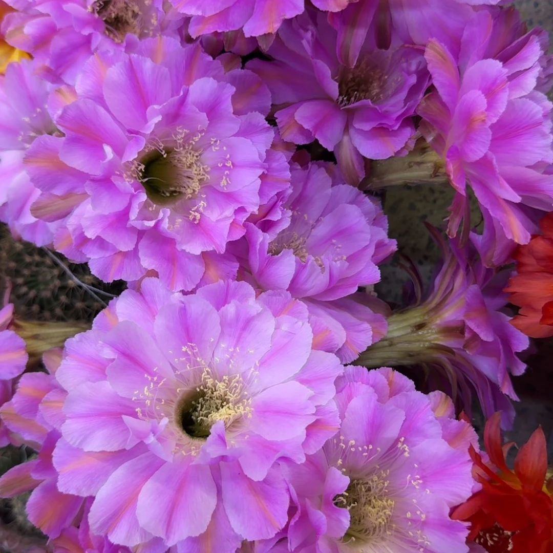 29彩草贵妇歪4公分左右无根侧牙，20包邮