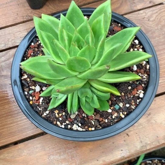 美肉特价活动开始啦