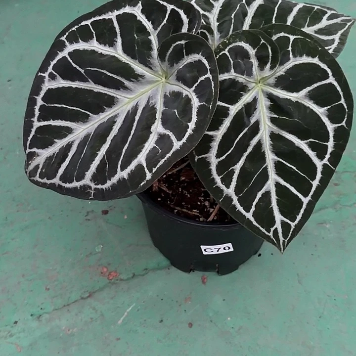 ****完全开放一物一拍C70