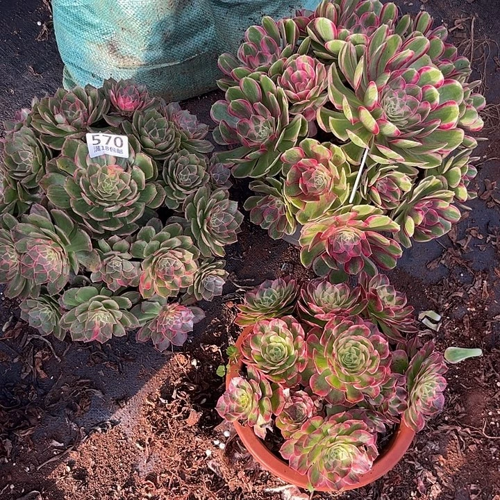 奕***达570寄养发货孔雀翎万花筒粉海王