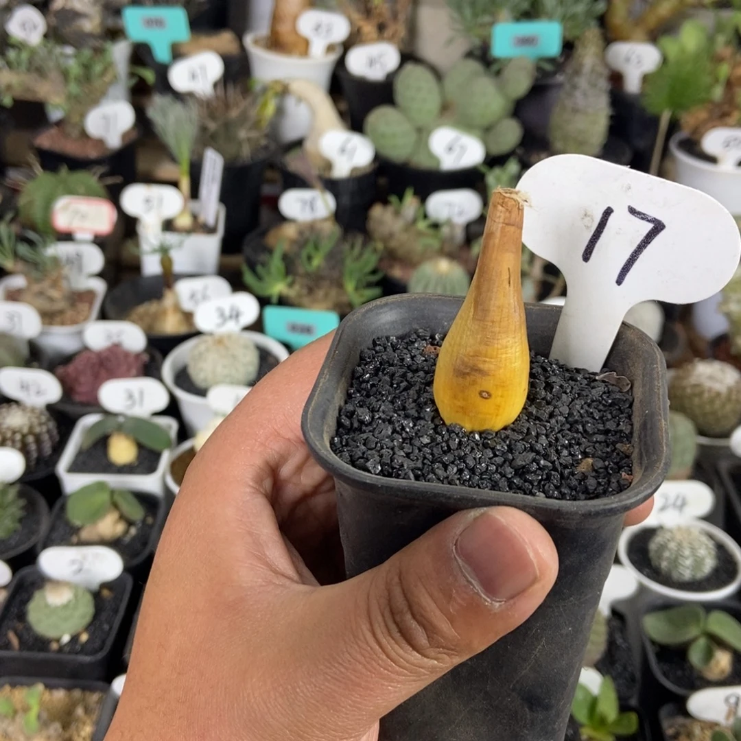 巨凤之卵一物一拍