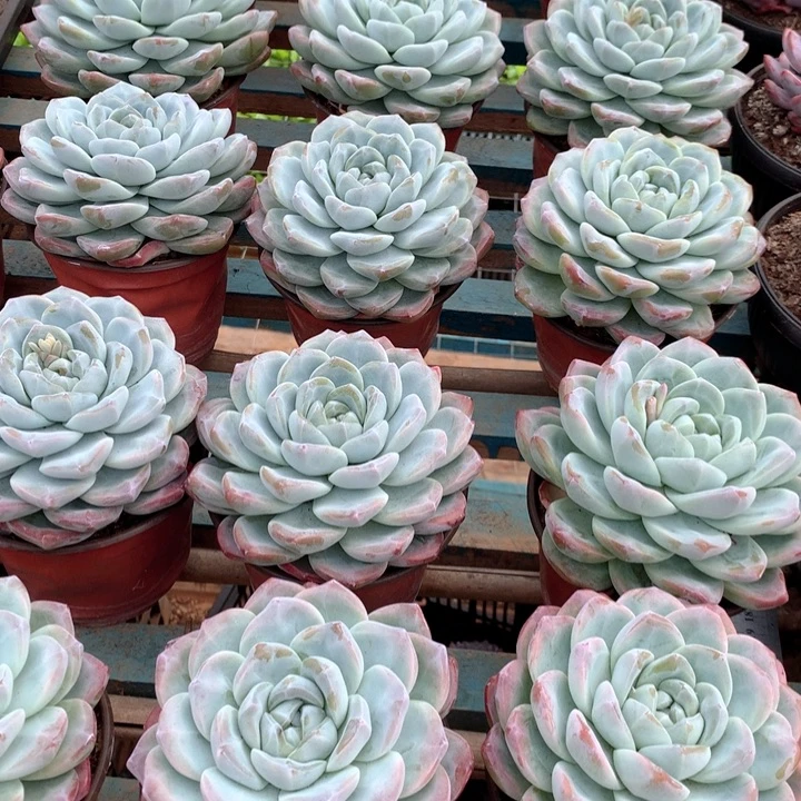 超大母本单头暗纹冰玉两单包邮