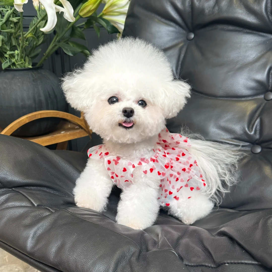 五只小白熊原创宠物衣服爱心网纱飞袖公主裙狗狗猫咪薄款防晒衣服