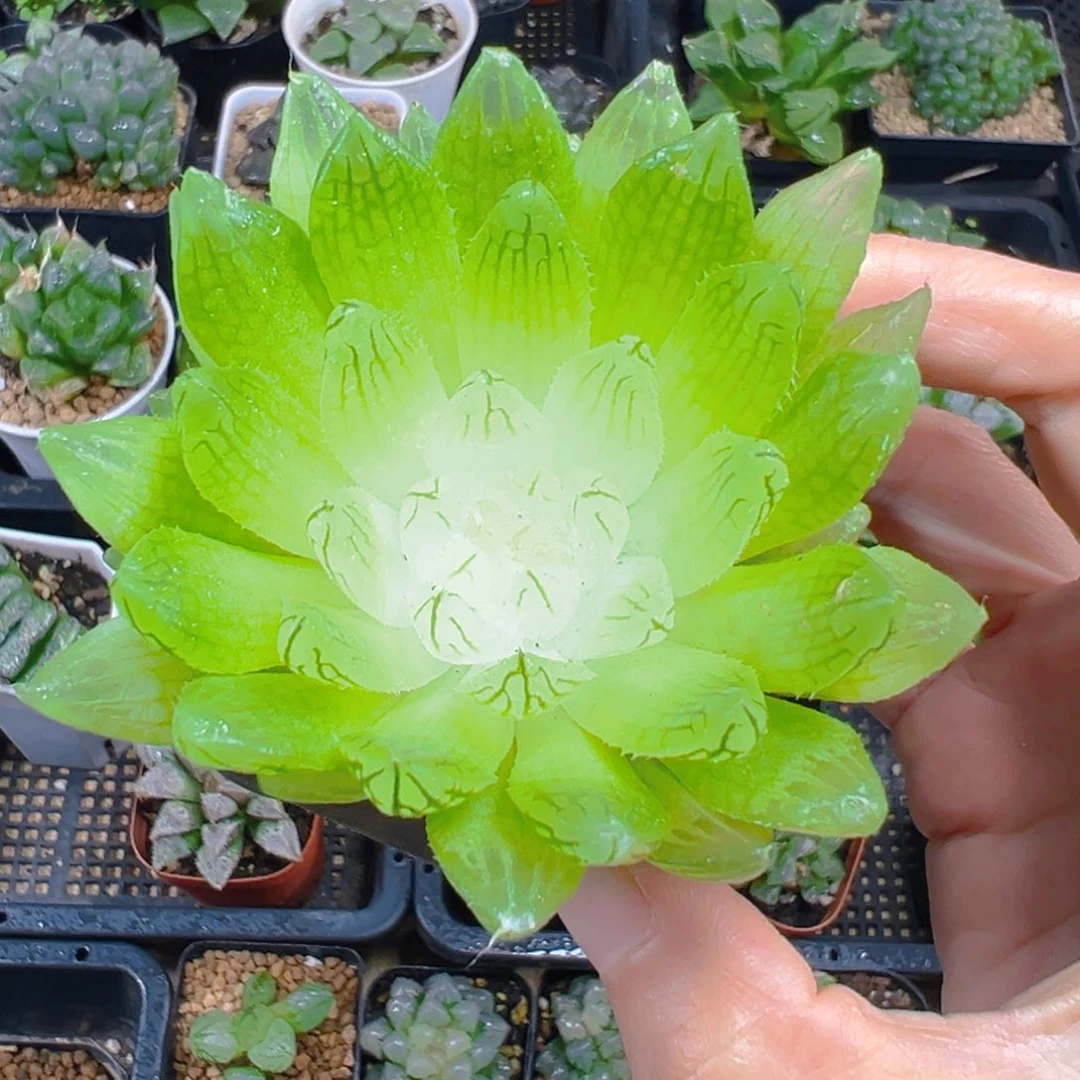 白娘子多肉植物一颗多肉