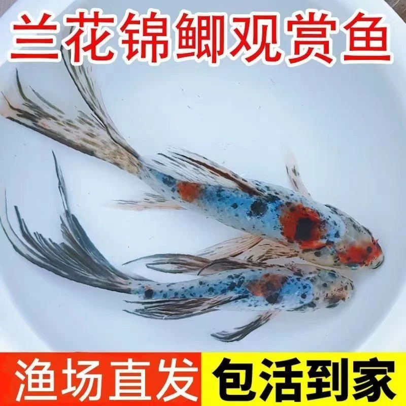 兰花草金鱼兰花鲫观赏鱼冷水鱼淡水鱼好养耐活新手练手鱼批量