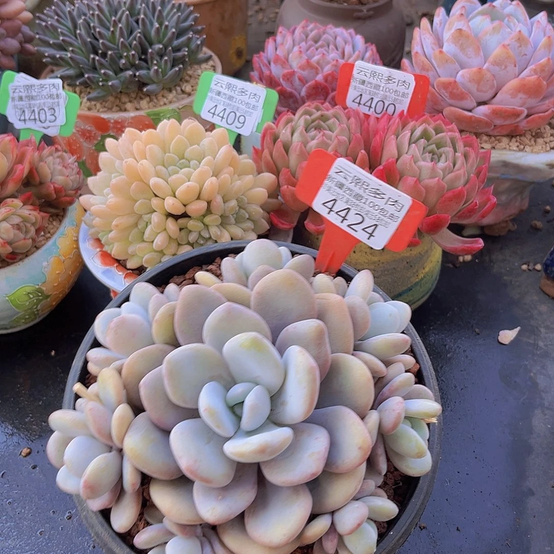 4424拉拉奶多肉植物