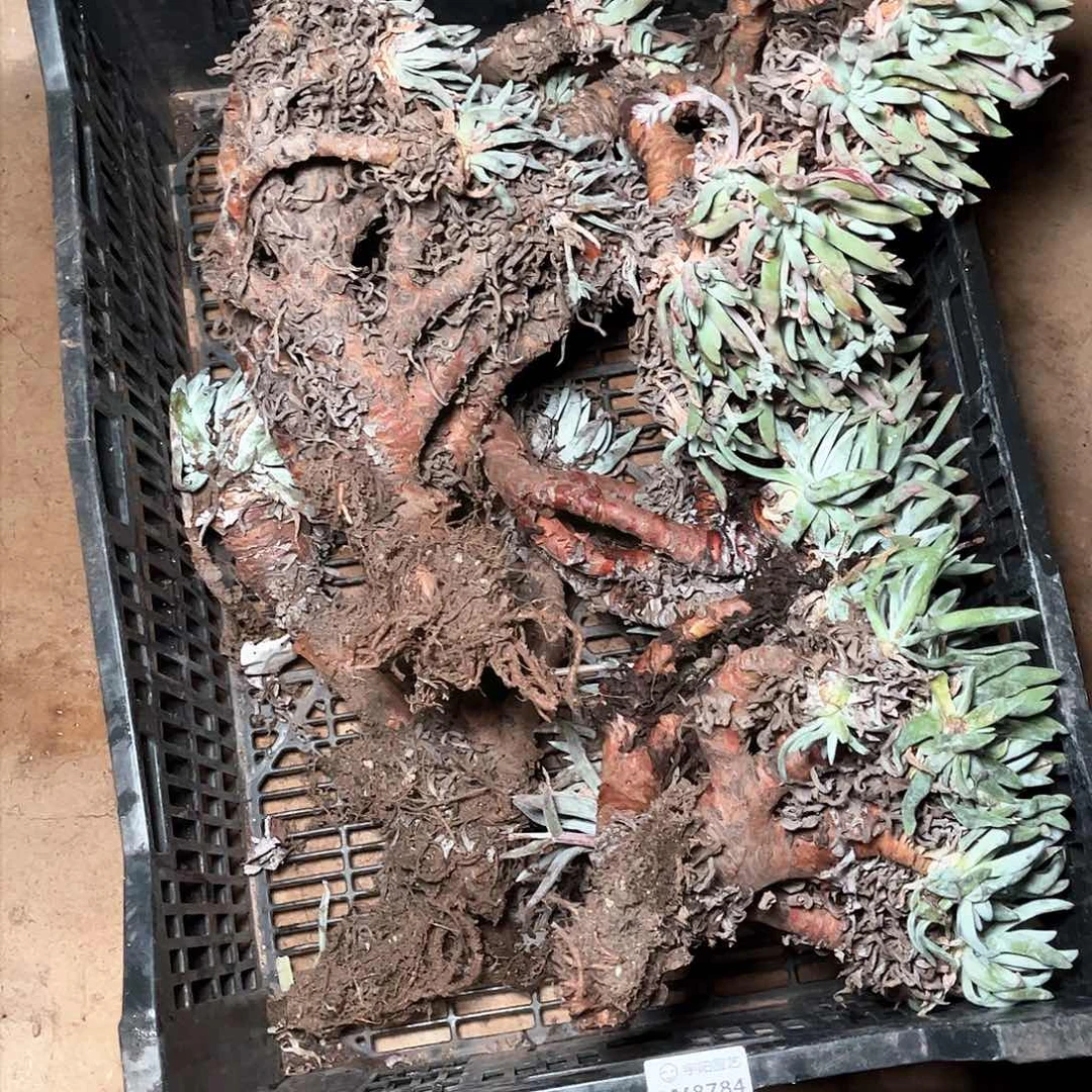 8784一筐瑕疵仙女杯多肉