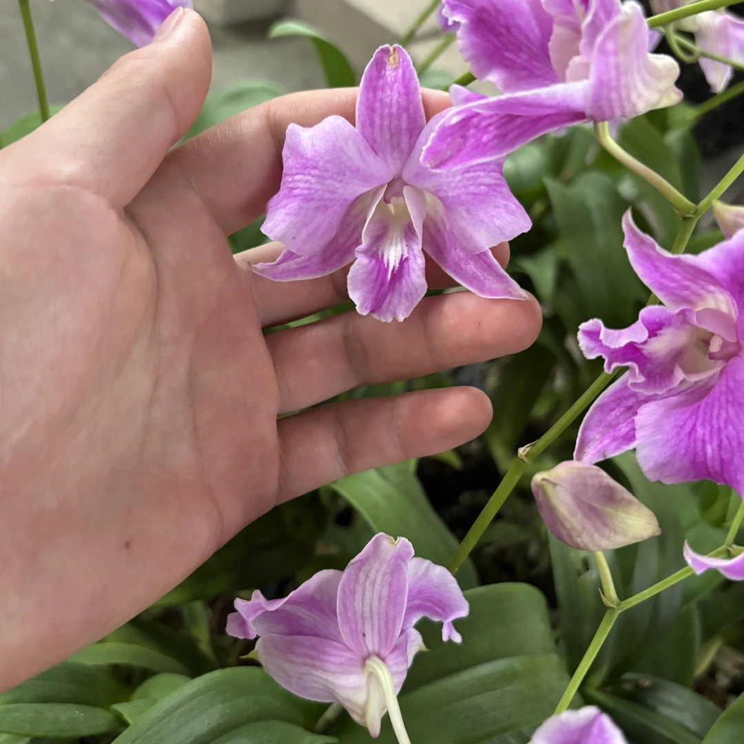 皱巴泰国进口秋石斛保苗不保花