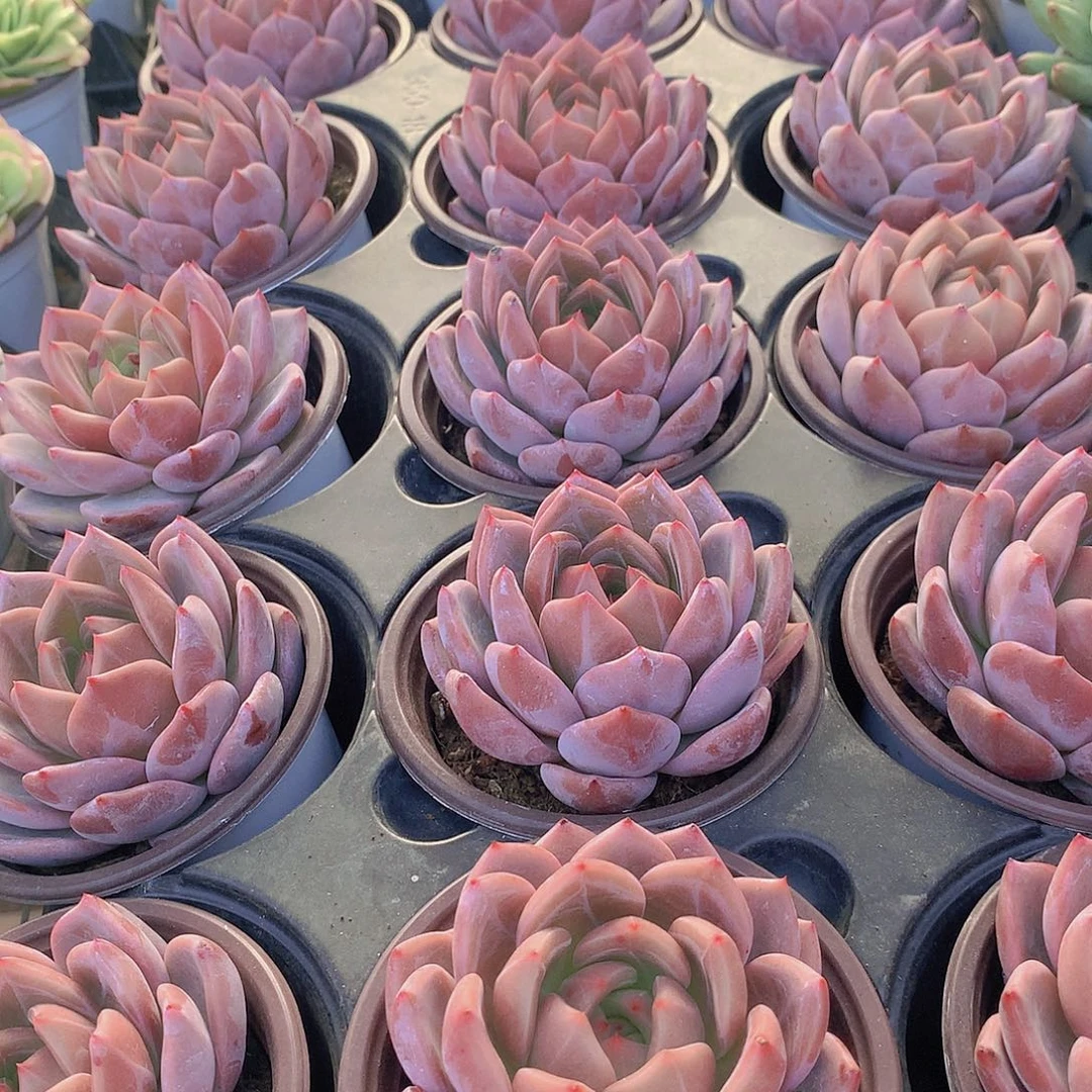 优选香槟456789900000