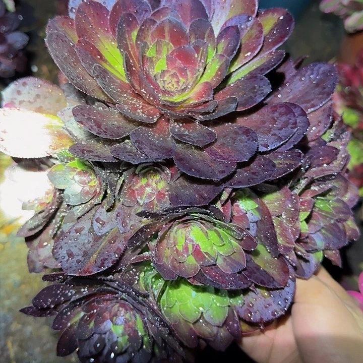 精品花月夜捧花特价福利