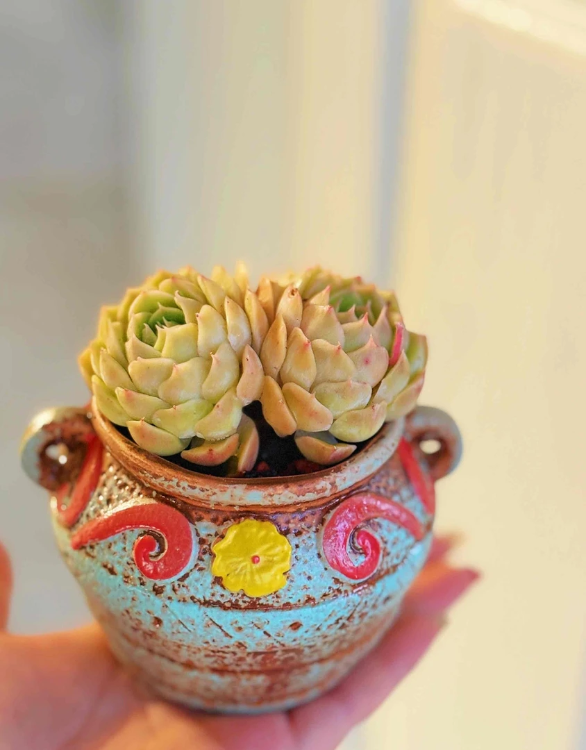 501-600号5月27日一物一拍发哥多肉基地满18包邮