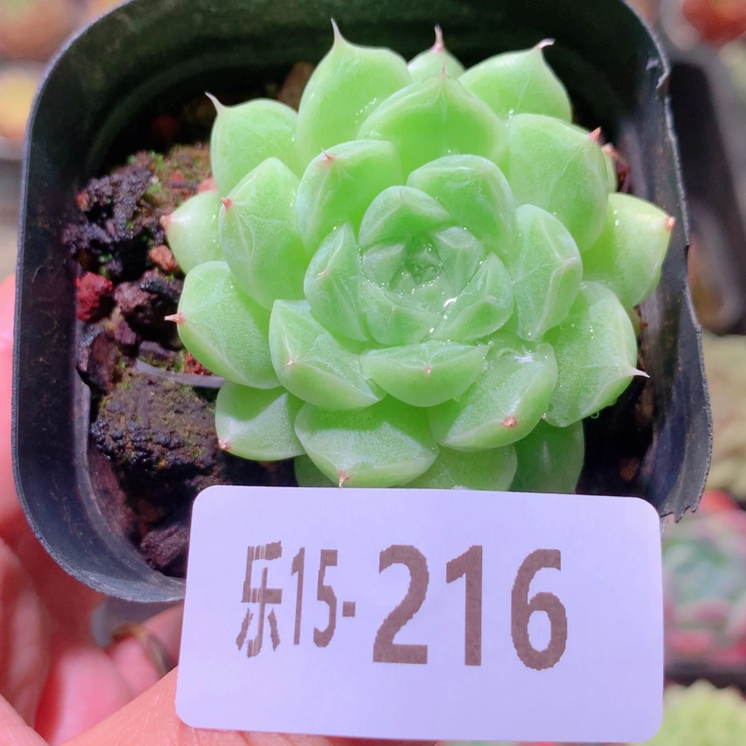 乐然15-216 麦秆单头