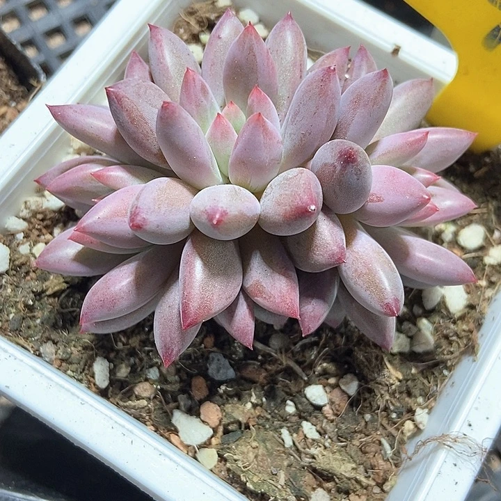 多肉植物金鱼姬915多肉