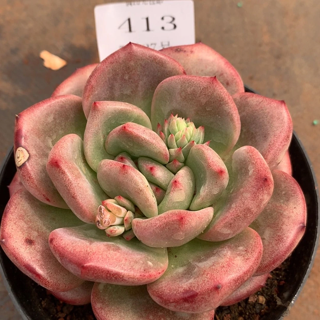 【闪购商品】云413号罗蜜欧