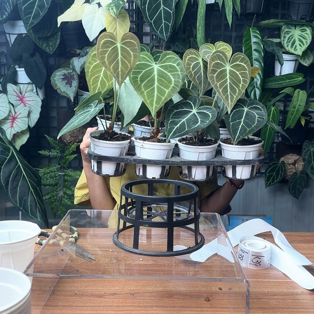 完全开放一物一拍克莱恩