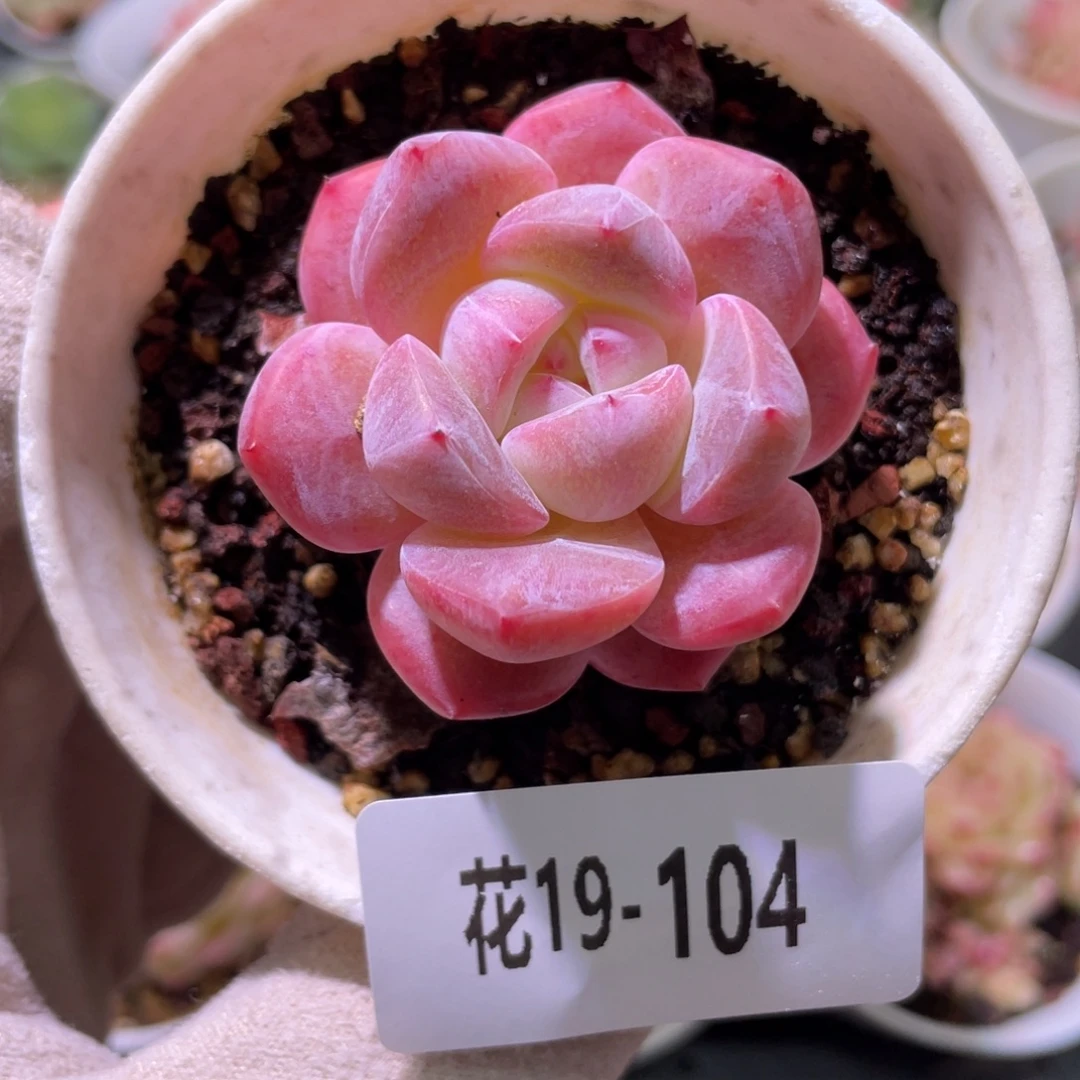 花利美19-104新品