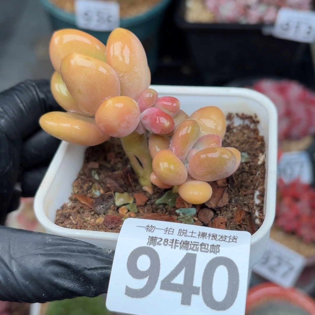 芒果KK奶无盆土发货