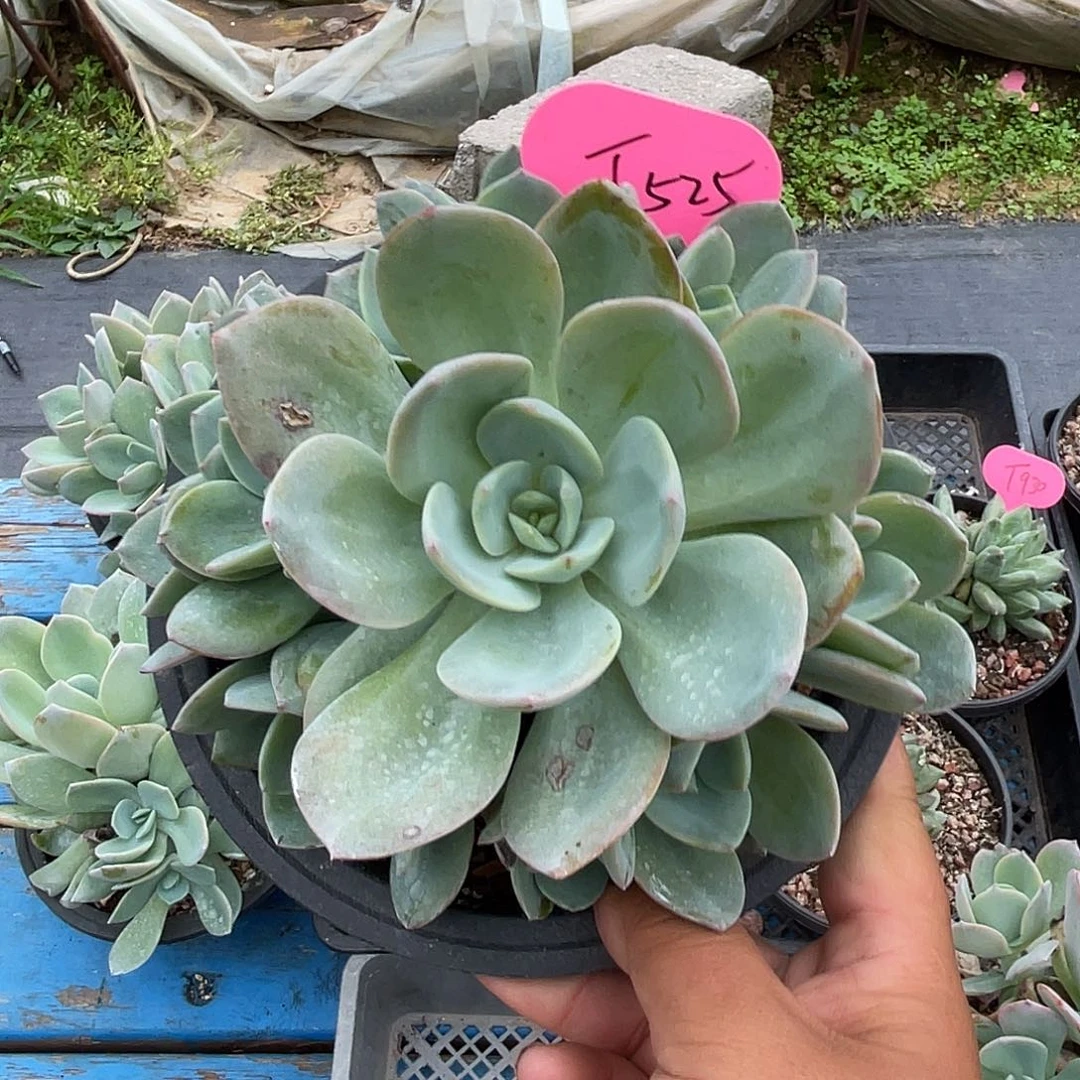 抹茶手捧多肉植物525