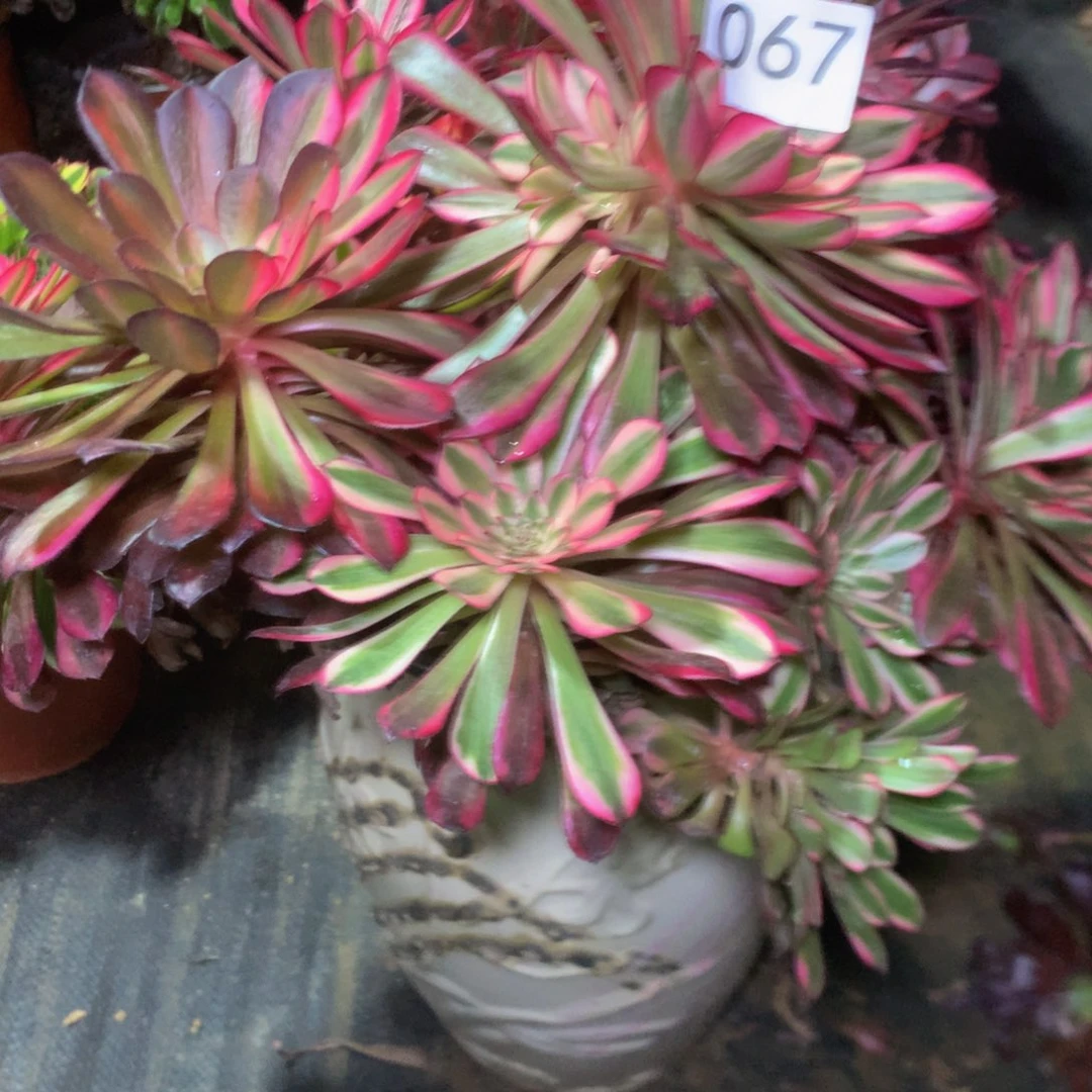 江****姐067红白多肉植物