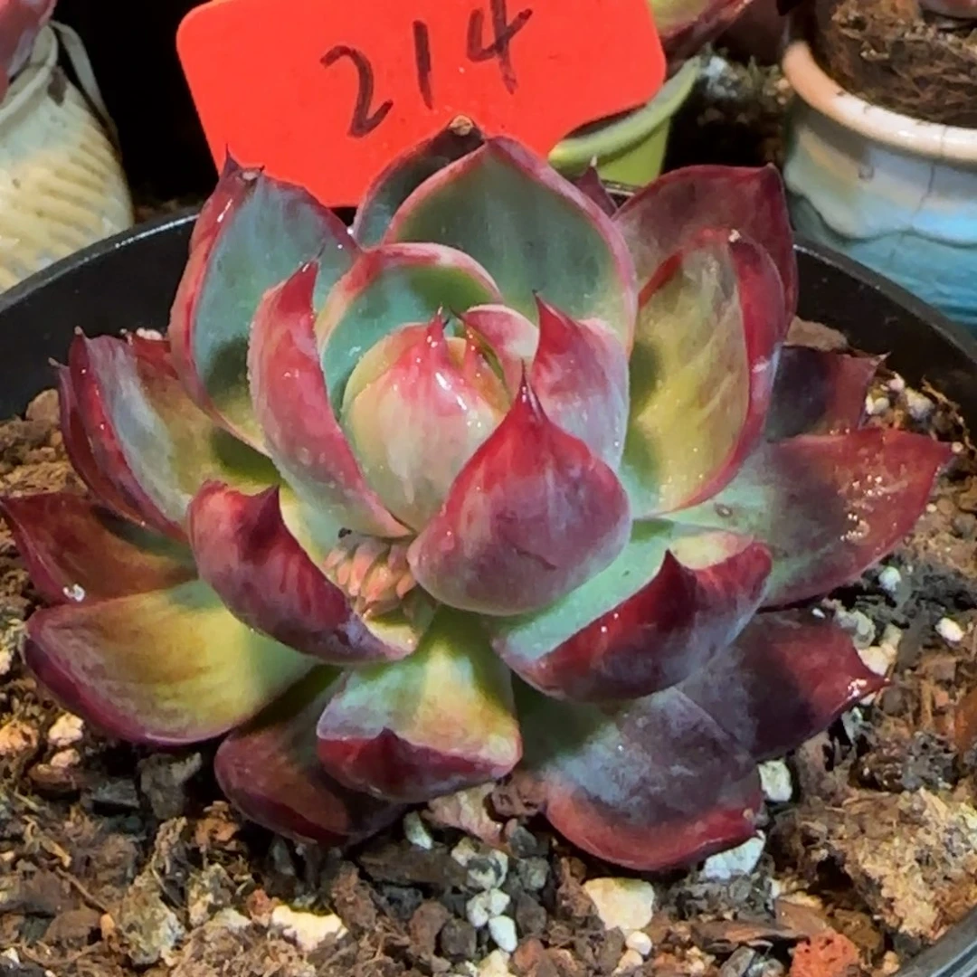 惊鸿一物一拍包装收缩花旱214