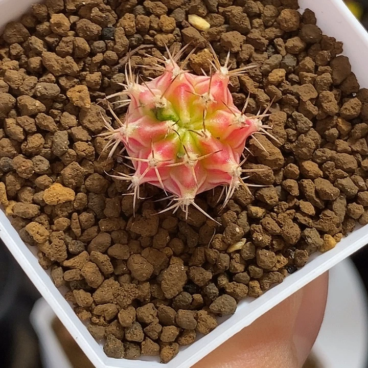 彩虹梦侧芽—带盆土发货36