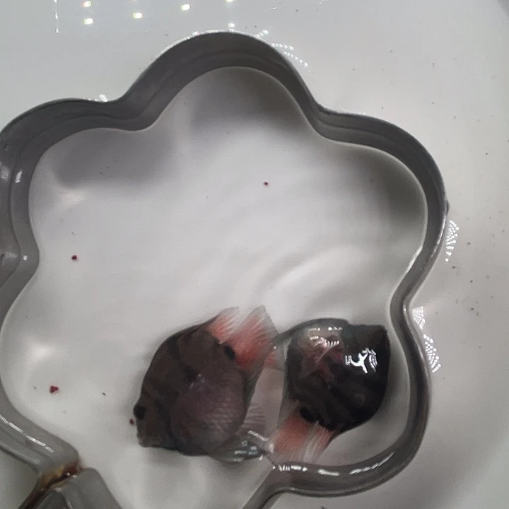 鹦鹉鱼摩卡迷你鹦鹉