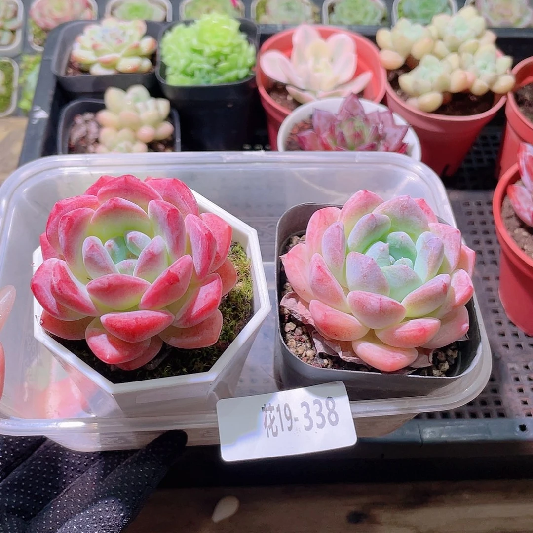花利美19-338精选糖心➕冰糖