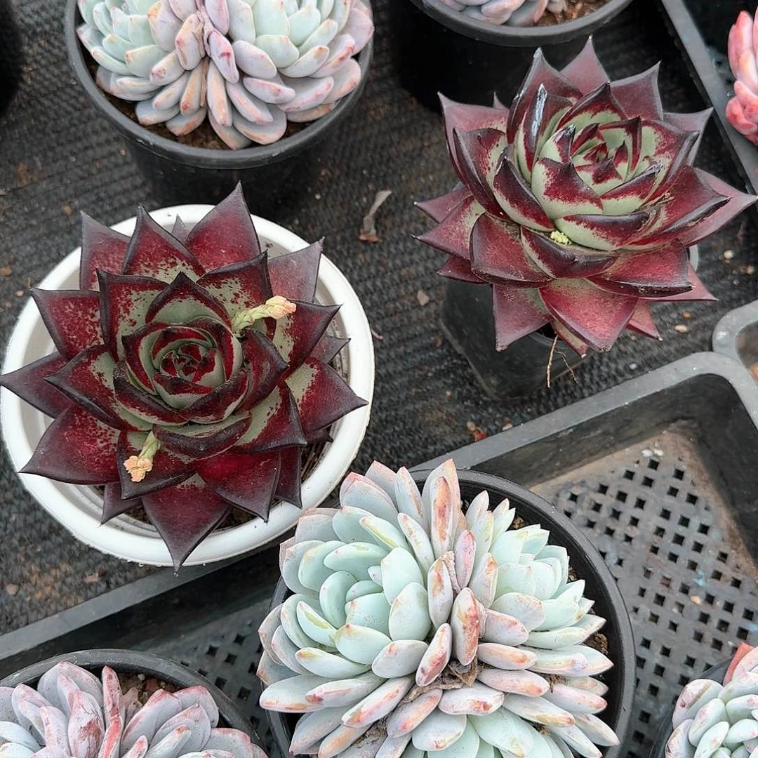 含****?313646464646464646464