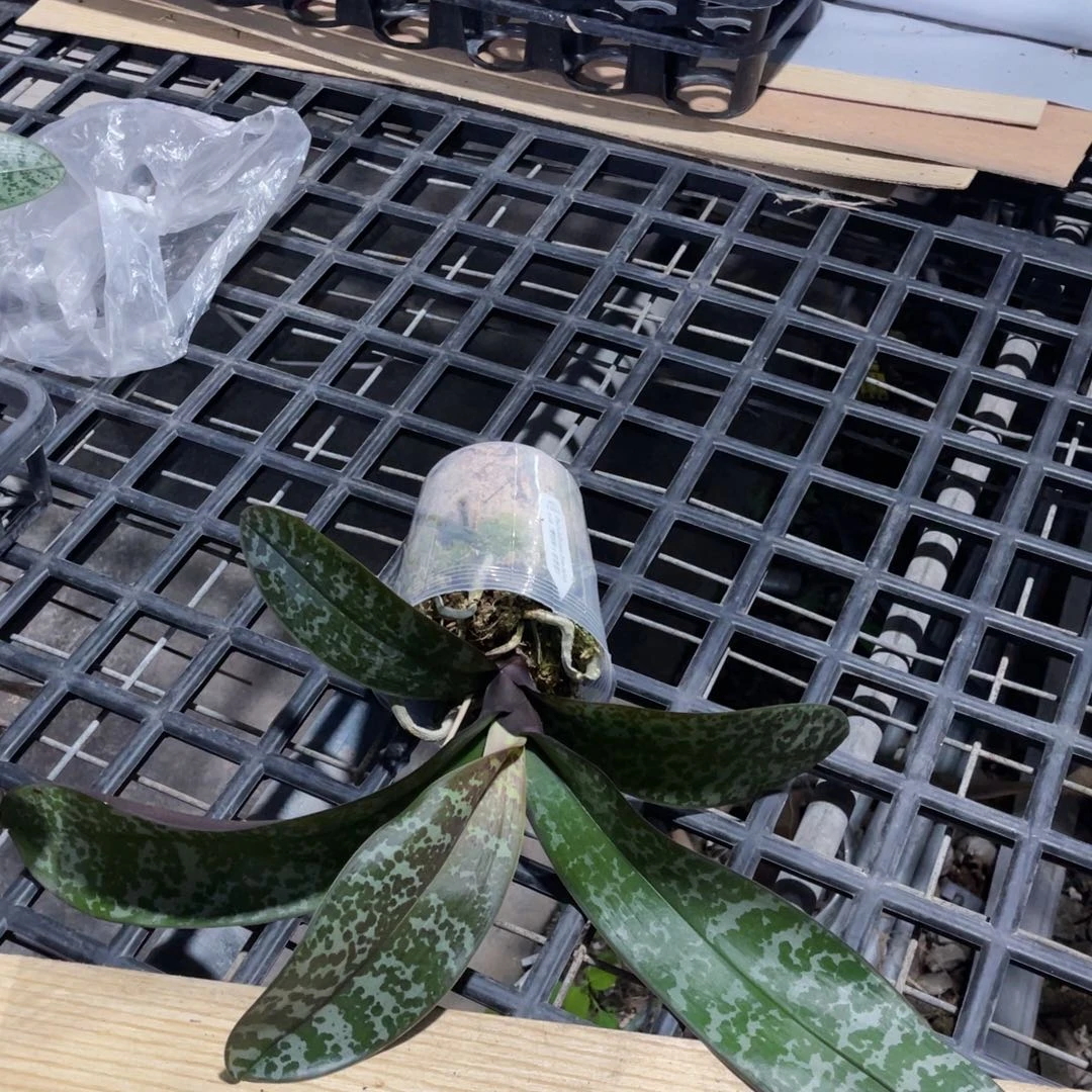 大量花朵（建议范围：8朵-15朵 或40%以上）