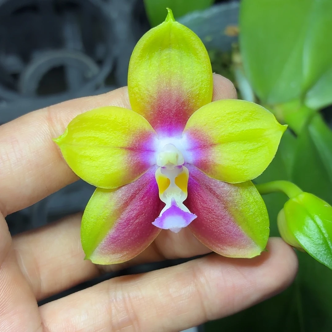 当前无花朵，栽培后可花朵A226春雨彩虹