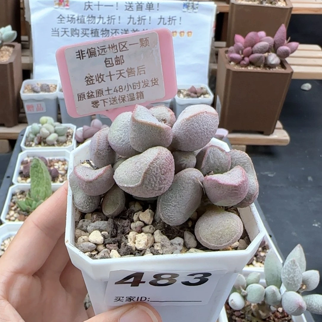 483黛安娜多肉植物