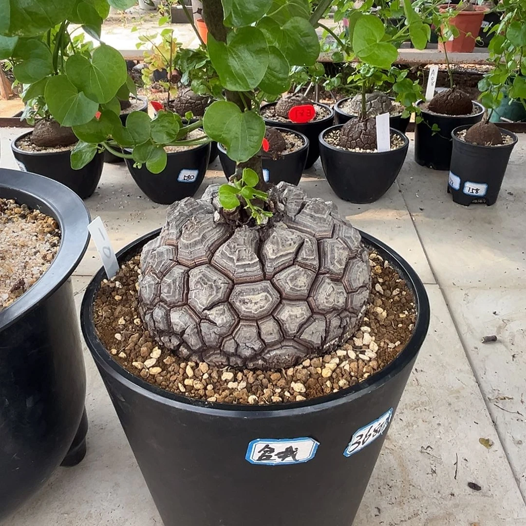 汤圆植物龟甲龙102锦剑甲