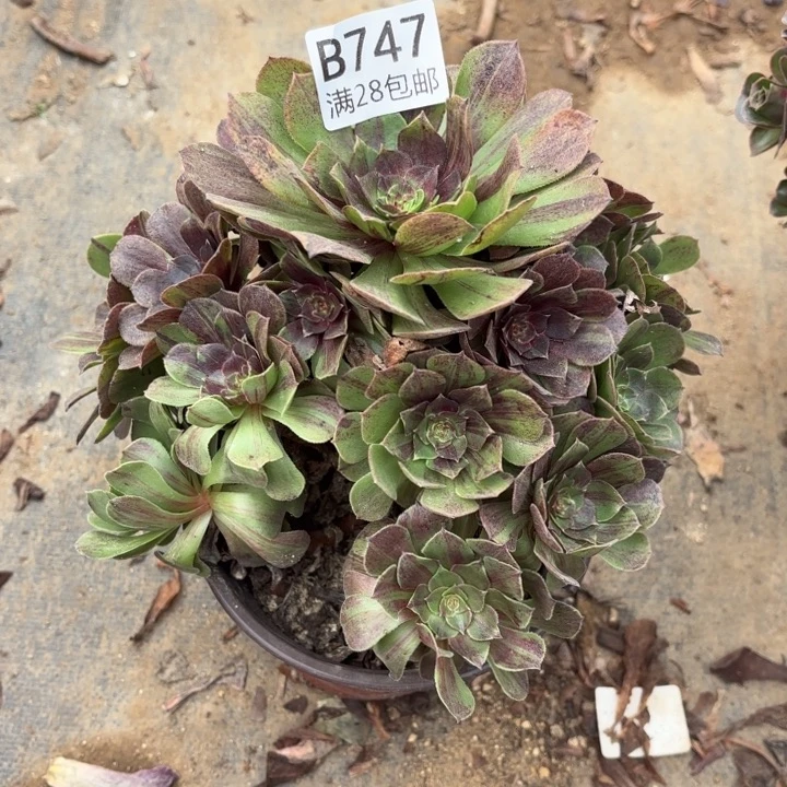 花月夜多肉处理不包断头747