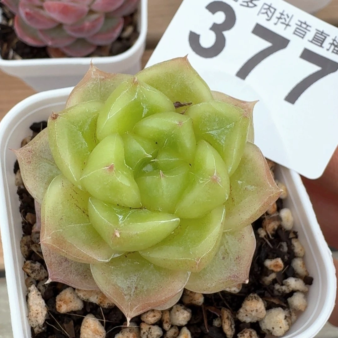 七喜珍妮         多肉植物