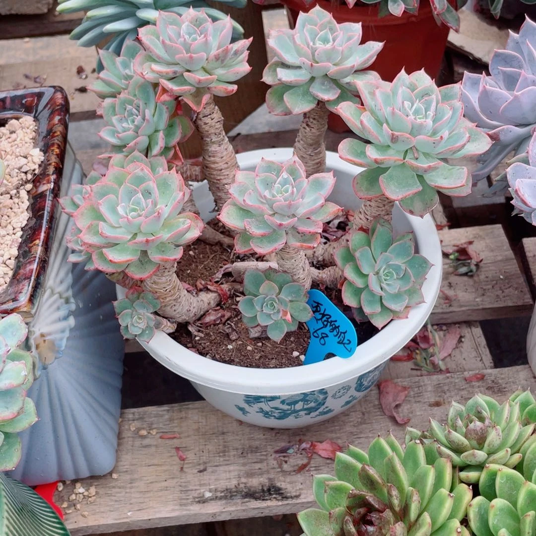 更好的自己己，雨滴，