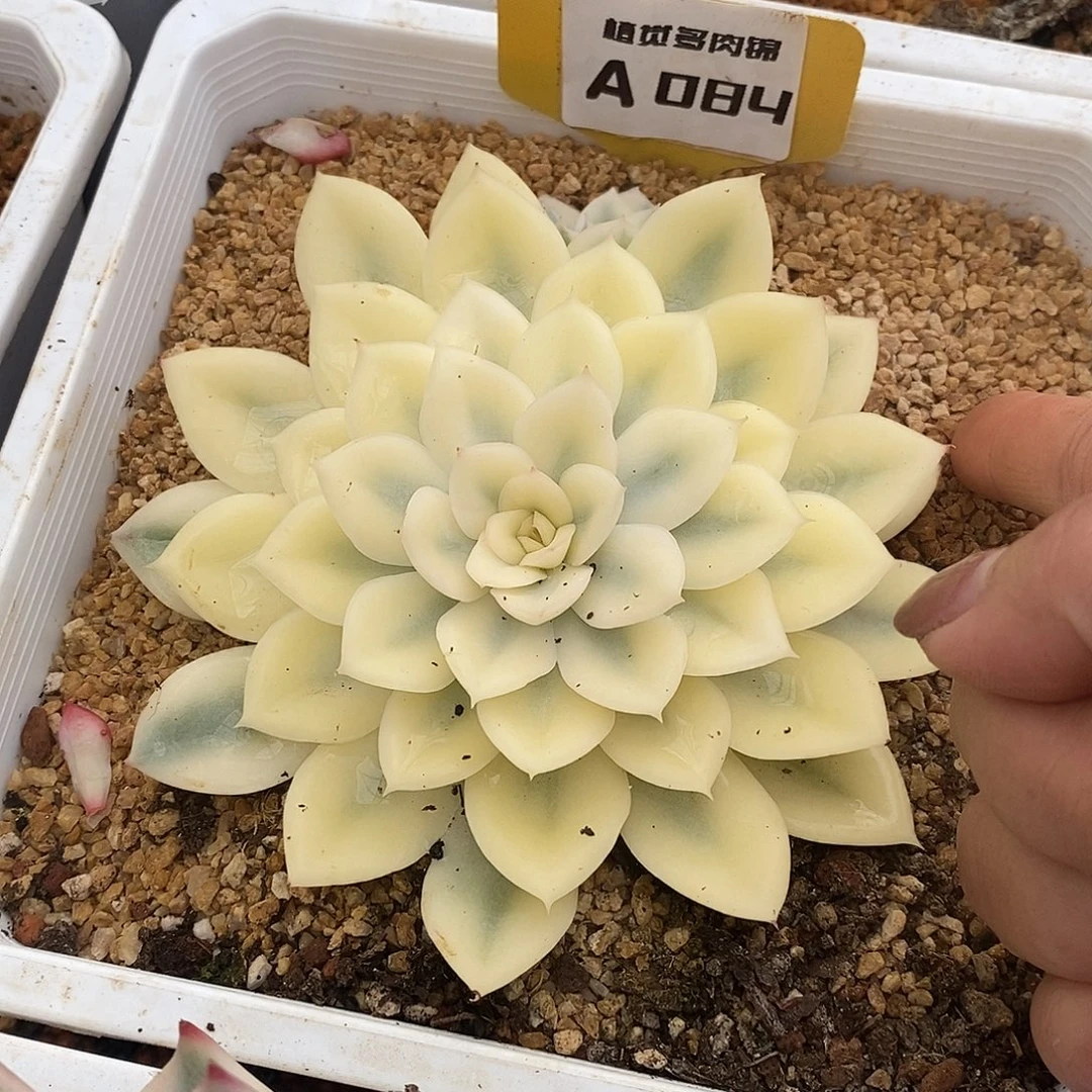 宽锦月亮带崽崽哈哈哈哈