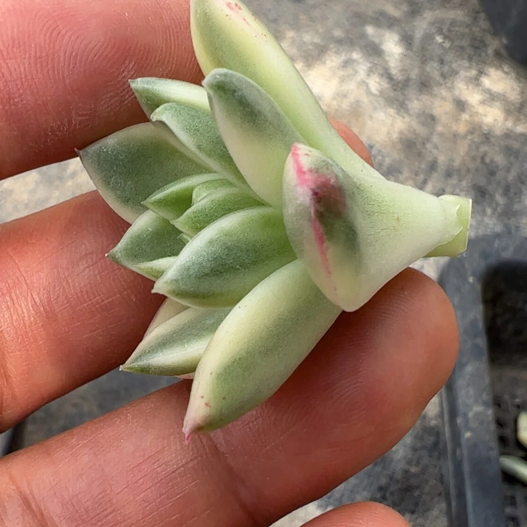 四**肉多肉植物多肉植物