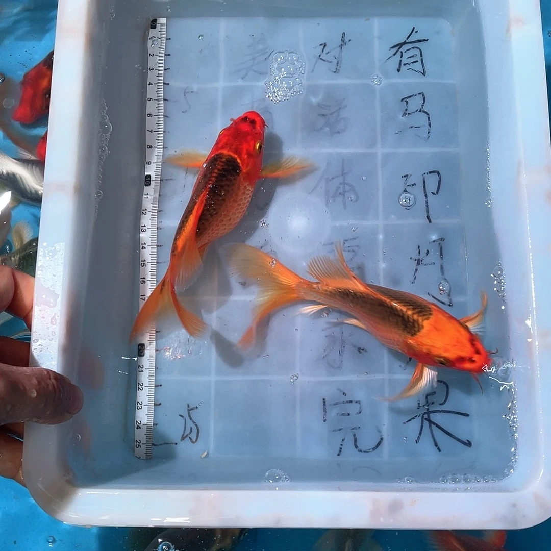 蝴蝶鲤渔场直发63
