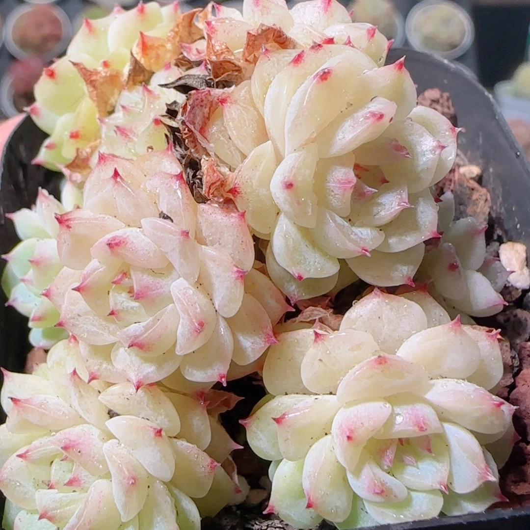 花语多肉1203-09开播福利散