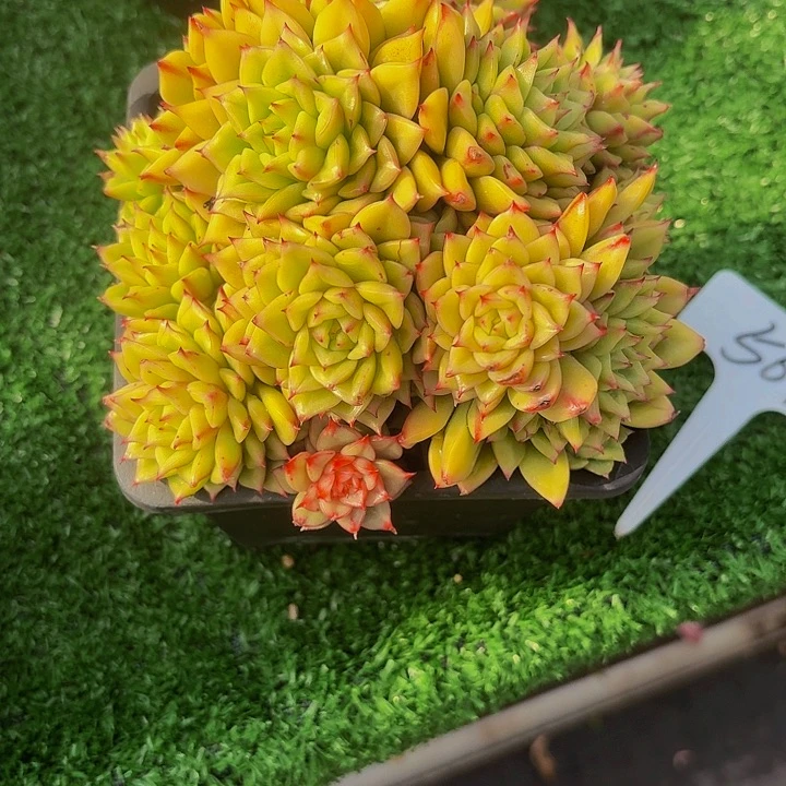 繁***？丽娟花卉黄体东云