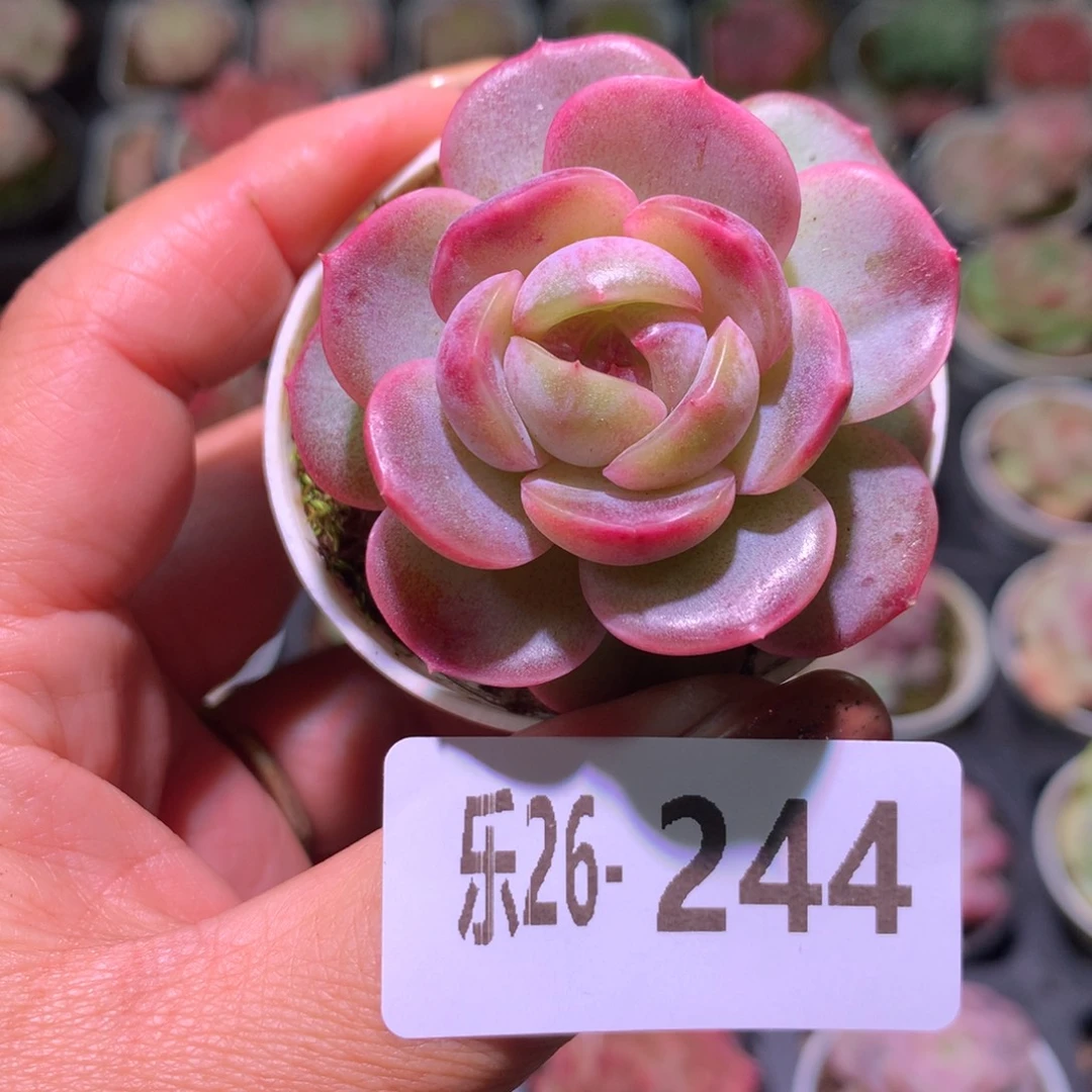 乐然26-244 新品单头