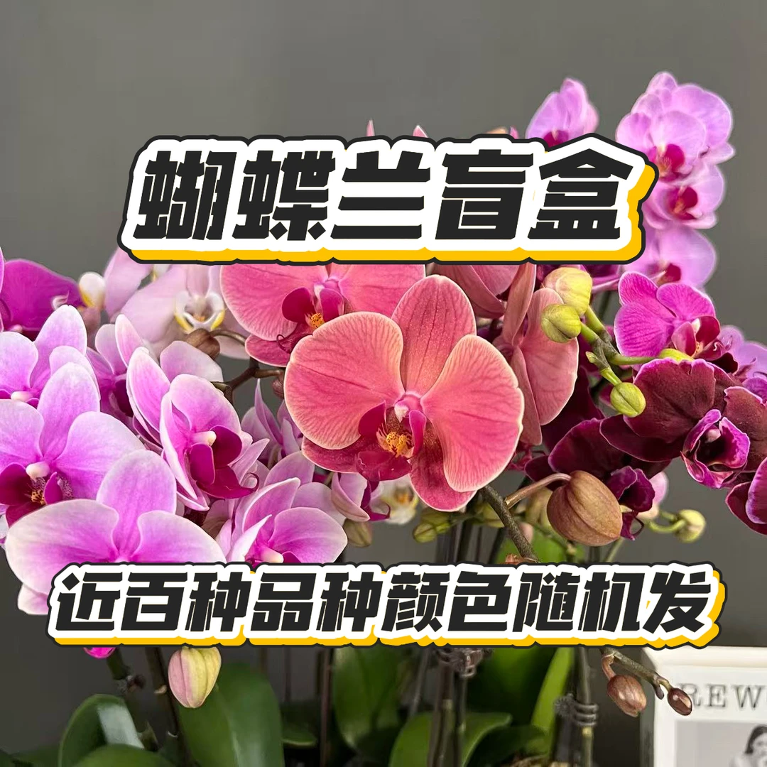 蝴蝶兰【盲盒蝴蝶兰】拼色 蝴蝶兰  鲜花室内 近百种品种颜色随机发