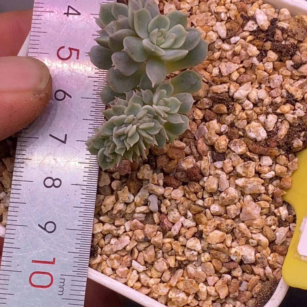 152白恋整版缀化……