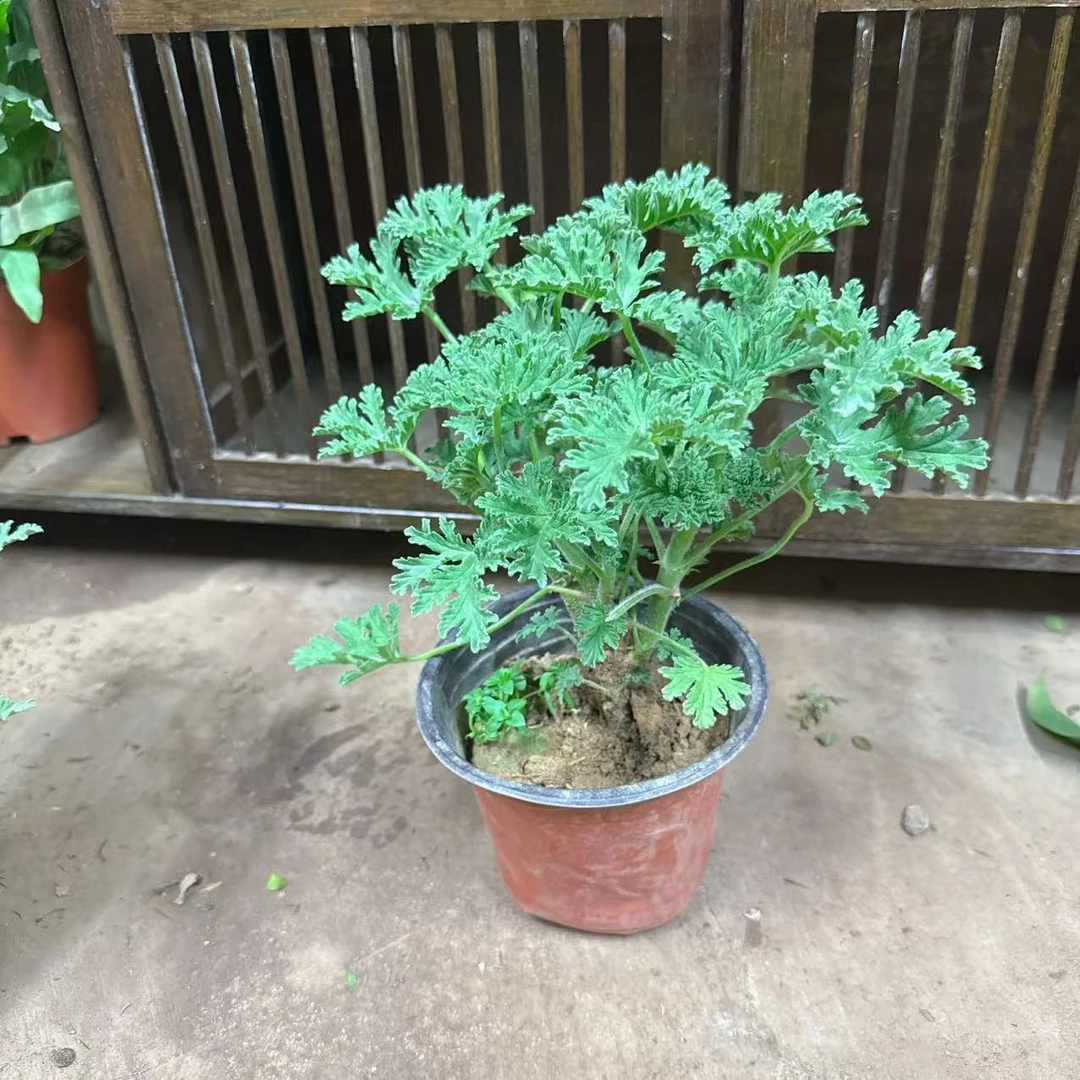 正宗驱蚊草香叶天竺葵盆栽室外庭院防虫驱蚊四季花卉月季花盆栽